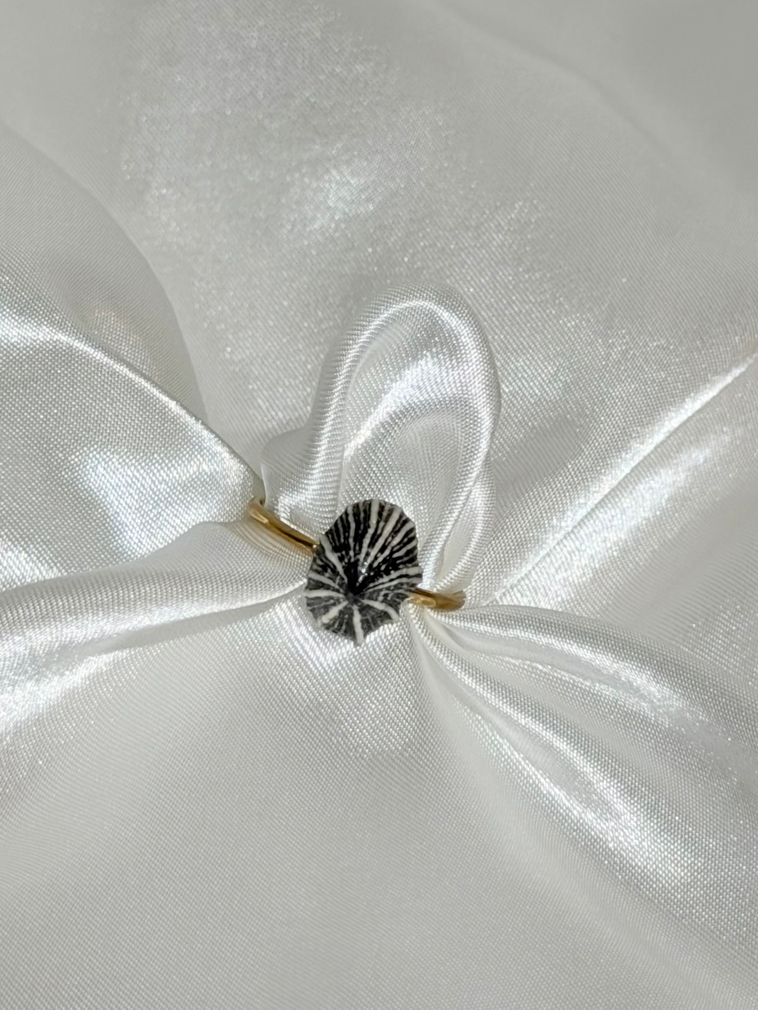 opihi awa shell ring with natural black and white line pattern on a gold band 