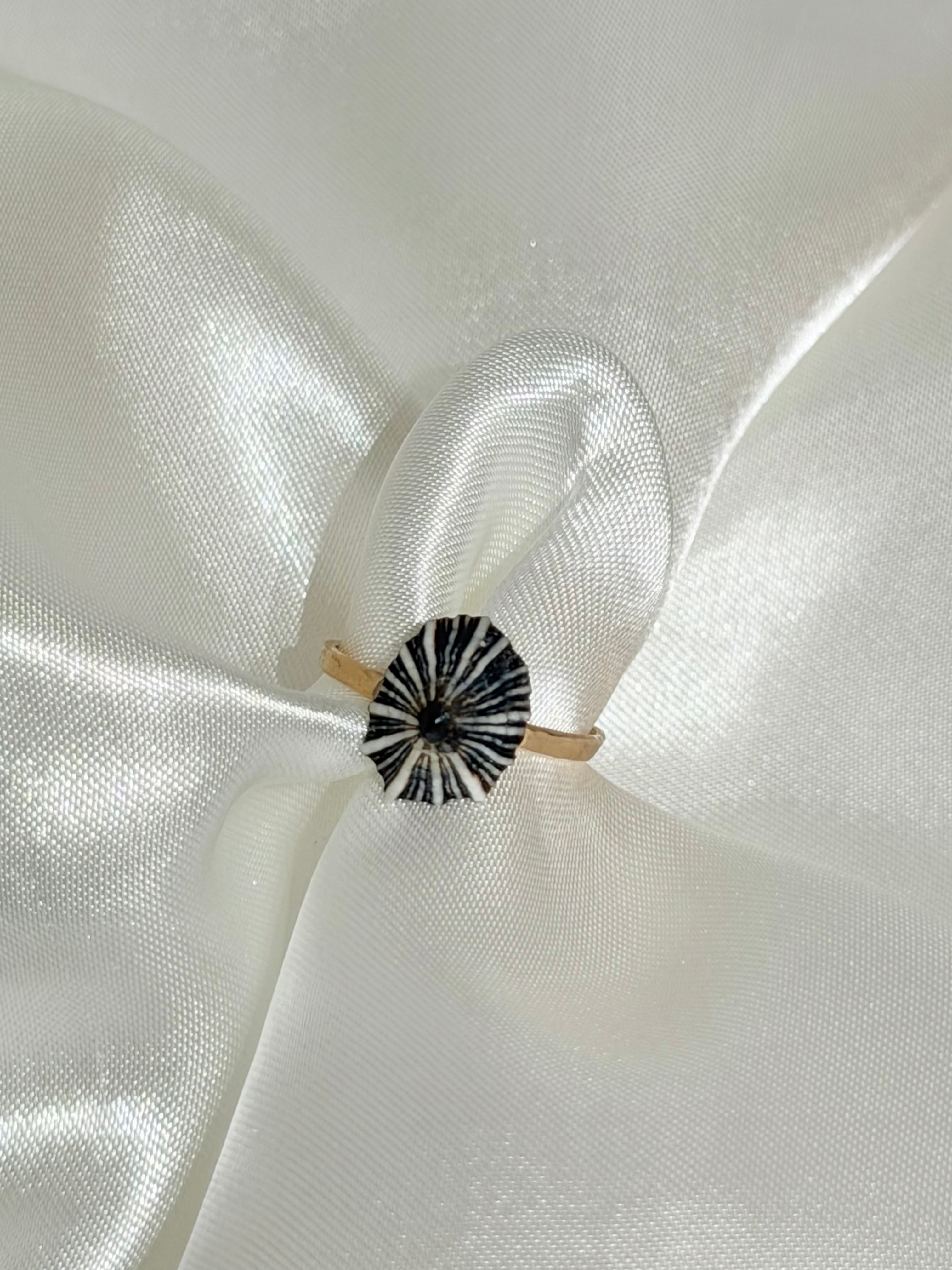 opihi awa shell ring with natural black and white line pattern on a gold band 